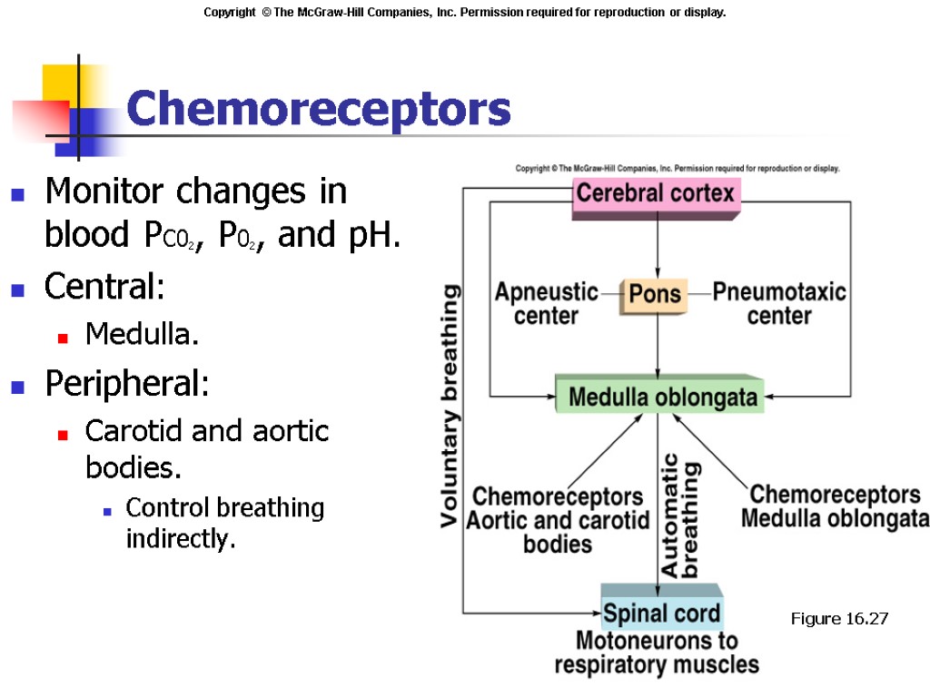 Chemoreceptors Monitor changes in blood PC02, P02, and pH. Central: Medulla. Peripheral: Carotid and